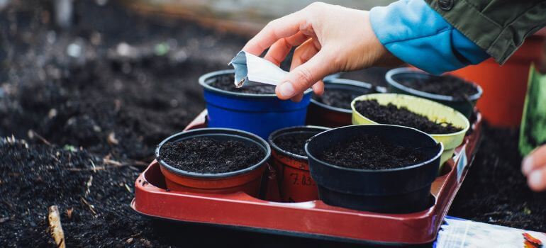 Schultz Plant Food vs. Miracle-Gro Nourishing Your Garden