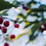Stella Cherry Tree vs Bing Cherry Tree: A Gardener’s Dilemma