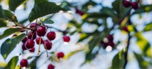 Read more about the article Stella Cherry Tree vs Bing Cherry Tree: A Gardener’s Dilemma