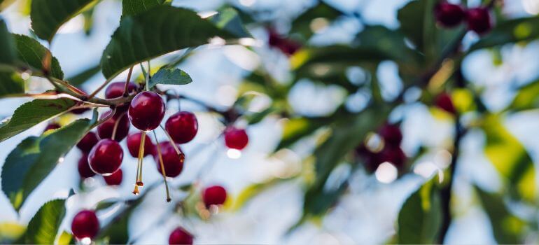Stella Cherry Tree vs Bing Cherry Tree A Gardener's Dilemma