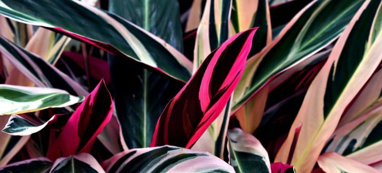 Watering Routines for Calathea Triostar and Stromanthe