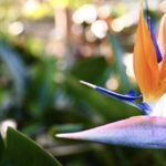 White vs Orange Bird of Paradise: Choosing the Perfect Tropical Accent for Your Garden