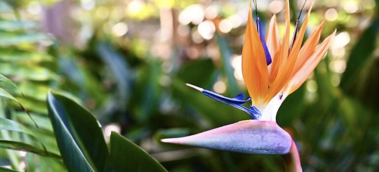 White vs Orange Bird of Paradise Choosing the Perfect Tropical Accent for Your Garden
