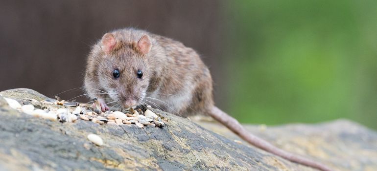 Additional Tips for Rat Control
