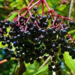 American Elderberry vs. European Elderberry: Unveiling the Differences and Delights