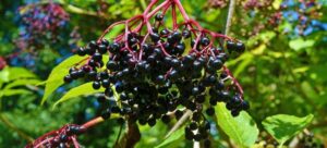 Read more about the article American Elderberry vs. European Elderberry: Unveiling the Differences and Delights