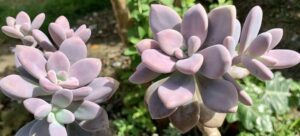 Read more about the article Graptopetalum Amethystinum vs. Pachyphytum Oviferum: Exploring the Unique World of Succulents