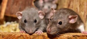 Read more about the article How to Get Rid of Rats in Ceiling Without Access