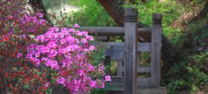 Read more about the article How to Kill Azaleas: A Comprehensive Guide