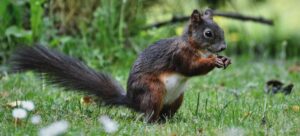 Read more about the article How to Stop Squirrels from Eating Pine Cones