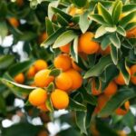 Kumquat Meiwa vs Nagami: Unraveling the Citrus Conundrum