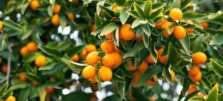 Kumquat Meiwa vs Nagami Unraveling the Citrus Conundrum