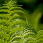 Lady Fern vs Ostrich Fern: Unraveling the Mysteries of These Garden Beauties