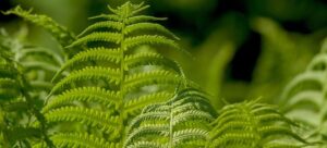 Read more about the article Lady Fern vs Ostrich Fern: Unraveling the Mysteries of These Garden Beauties
