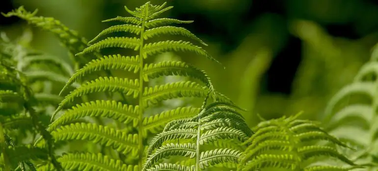 Lady Fern vs Ostrich Fern Unraveling the Mysteries of These Garden Beauties