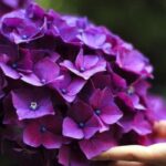 Penny Mac Hydrangea vs. Endless Summer: A Floral Showdown