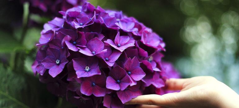 Penny Mac Hydrangea vs. Endless Summer A Floral Showdown