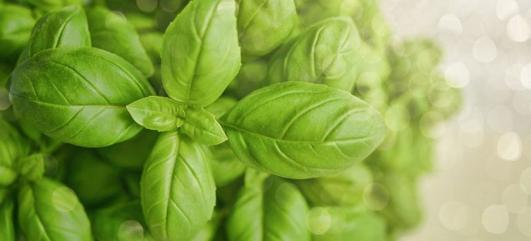 Recipes Featuring Mexican Basil