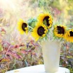 Sunflower vs. Daisy: A Blooming Battle of Beauty