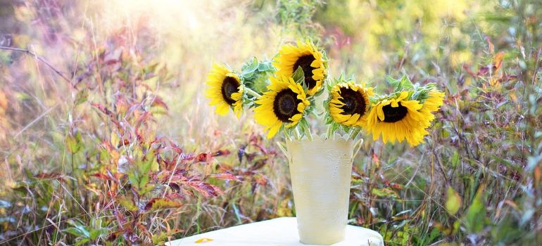 Sunflower vs. Daisy A Blooming Battle of Beauty