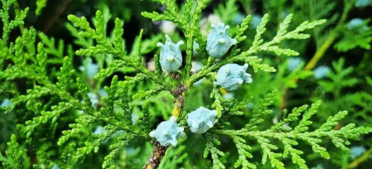 Techny Arborvitae Vs Emerald Green Arborvitae Decoding The Ideal   Techny Arborvitae Vs. Emerald Green Arborvitae Decoding The Ideal Evergreen Choice 768x349 