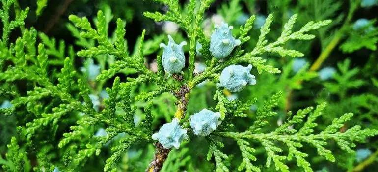 Read more about the article Techny Arborvitae vs. Emerald Green Arborvitae: Decoding the Ideal Evergreen Choice