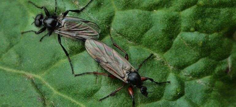 The Battle Fungus Gnat vs. Root Aphid