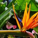 Traveler Palm vs Bird of Paradise: Which Tropical Plant Is Right for You?