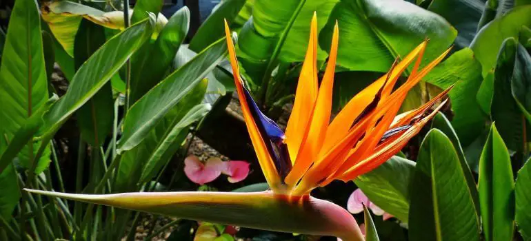 Read more about the article Traveler Palm vs Bird of Paradise: Which Tropical Plant Is Right for You?