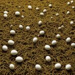 Roundworm Eggs in Carpet: Survival Duration