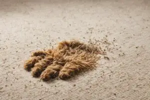 Read more about the article Why Do Dogs Scratch at Carpet? Uncover Reasons!