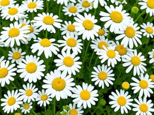 Read more about the article Chamomile vs Feverfew Identification Guide