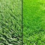 Estate Fertilizer vs Scotts: Best Lawn Care Choice
