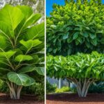 Ficus Lyrata: Bush or Tree? Which to Choose
