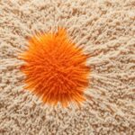 How To Remove Orange Soda Stains From Carpet